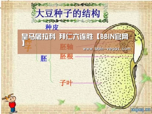 BBIN入口